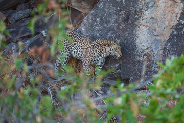 Africa wildlife. Panthera leopard, Panthera pardus, levhart, predator native Africa, Botswana. Wildlife, typical environment of leopard subspecies. On the rock. National park Moremi, Okavango, Kwai. 