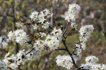     In spring, the blackthorn blooms in nature