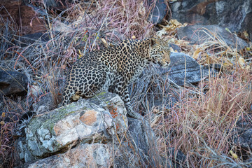 Africa wildlife. Panthera leopard, Panthera pardus, levhart, predator native Africa, Botswana. Wildlife, typical environment of leopard subspecies. On the rock. National park Moremi, Okavango, Kwai. 