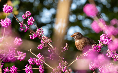 Starling in bush of pink purple berry fruit of the Callicarpa Bodinieri Imperial Pearl plant, photographed in late autumn at a garden in Wisley, Surrey, UK.