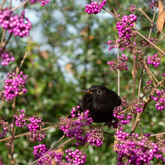 Blackbird in bush of of pink purple berry fruit of the Callicarpa Bodinieri Imperial Pearl plant, photographed in late autumn at a garden in Wisley, Surrey, UK.