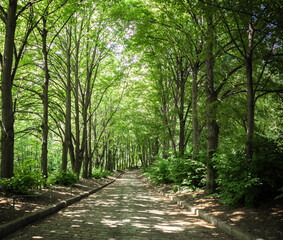 Green alley with trees in the park - tiles footpath, leaving in perspective into the park, ground lights and trees plants in a row along the walkway