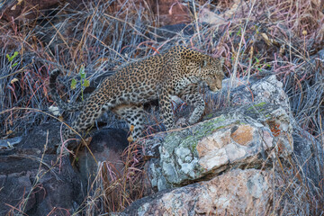 Africa wildlife. Panthera leopard, Panthera pardus, levhart, predator native Africa, Botswana. Wildlife, typical environment of leopard subspecies. On the rock. National park Moremi, Okavango, Kwai. 