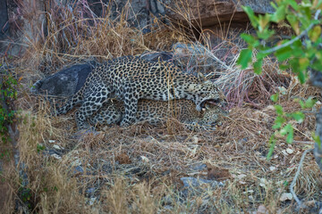 Mating leopards. Africa wildlife. Panthera leopard, Panthera pardus, levhart, predator native Africa, Botswana. Wildlife, typical environment of leopard subspecies. On the rock. National park Moremi, 