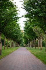 Green alley with trees in the park - tiles footpath, leaving in perspective into the park, ground lights and trees plants in a row along the walkway