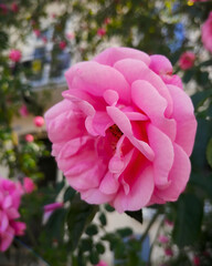 A pink rose against a blurred green background. Rosa odorata, Tea Rose