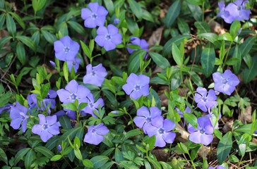 Spring blossom of periwinkle small (Vinca minor)