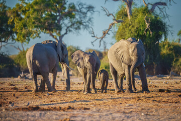 Fototapeta premium Elephants with baby in Moremi game reserve Africa, Elephants taking a bath in a water pool with mud, eating green grass. African Elephants in landscape, green Africa, Botswana