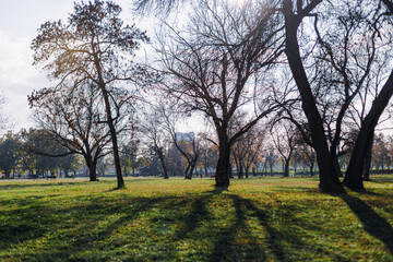 Obraz premium Serene autumn afternoon in a park showcasing bare trees casting long shadows on a green lawn
