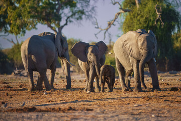 Fototapeta premium Elephants with baby in Moremi game reserve Africa, Elephants taking a bath in a water pool with mud, eating green grass. African Elephants in landscape, green Africa, Botswana