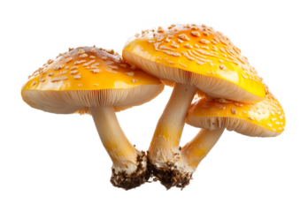 Vibrant yellow foot mushroom isolated on a transparent background