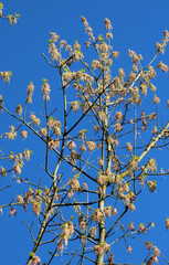 In nature, the ash maple (Acer negundo) blooms