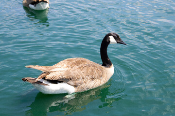 geese floating on blue lake water