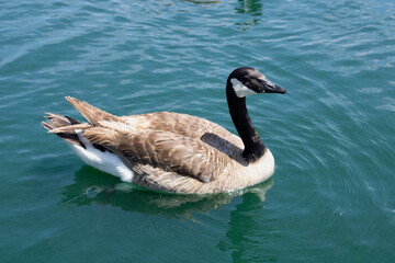 geese floating on blue lake water
