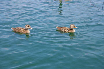 ducks floating on blue lake water