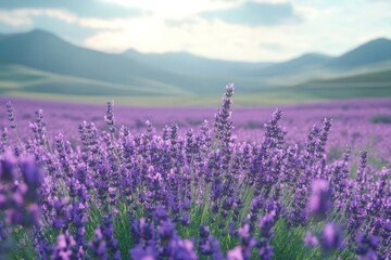 Fototapeta premium A close-up view of a field of lavender flowers in bloom, with a mountain range in the background. The sun is shining brightly, casting a warm glow over the scene.
