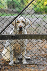 A lonely, sad old abandoned Labrador dog sits locked behind metal bars in a cage at a shelter....