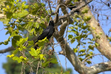 black raven perched on tree branch