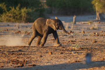 Excited baby African elephant running to a waterhole. Cute baby elephant walking on its own swaying his little trunk.