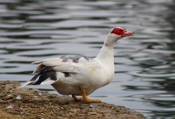 red faced water bird near shore