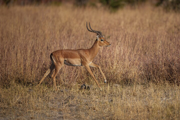 Impala - Aepyceros melampus medium-sized antelope found in eastern and southern Africa. The sole member of the genus Aepyceros, jumping and fast running mammal, brown color grazing herbivore.