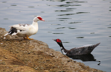 red faced water bird near shore