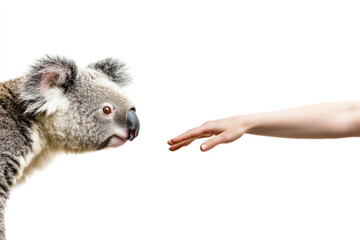 Obraz premium A koala gazes intently at a human hand reaching towards it, illustrating the connection and curiosity between human and animal in a serene, isolated setting.