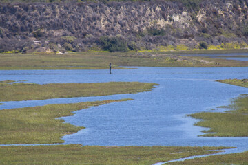 patches of mossy greenery growing out into coastal waters