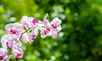 Fototapeta premium Branch of a white orchid on a green natural background 