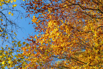Colourful orange and yellow fall or Autumn leaves against a clear blue sky, seasonal colours in the forest