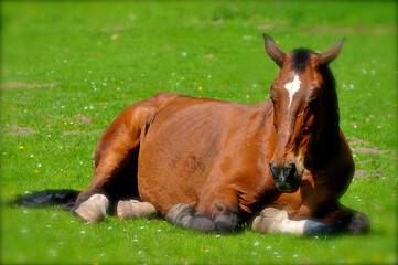 Naklejka premium Cheval en prairie