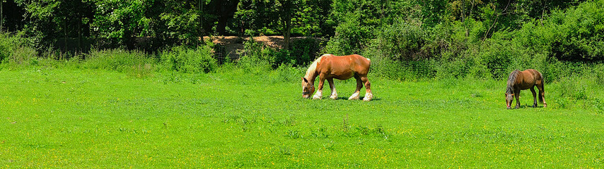 Horses in meadow |Chevaux en prairie