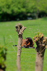 Horse in a meadow | Cheval en prairie