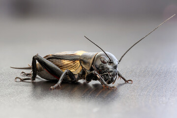 Very close macro photo of a black field cricket up close showing every detail on nice bokeh...