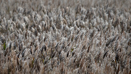 A Field Of Reed In The Camargue