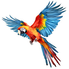 Obraz premium Macaw parrot are fly beautifully in bright colors isolated on a white background