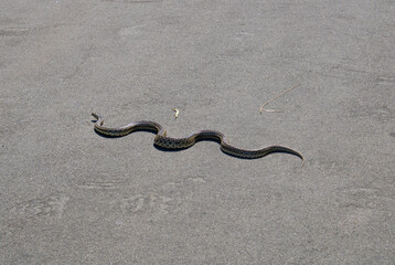 wild outdoor snake slithering near road and greenery
