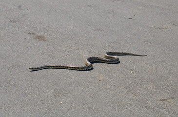 wild outdoor snake slithering near road and greenery
