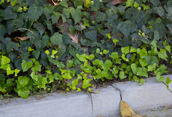 wild outdoor snake slithering near road and greenery