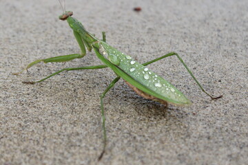 Mantis after the Rain