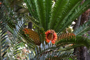 Zapierające dech widoki na wyspie Madeira  © Mateusz