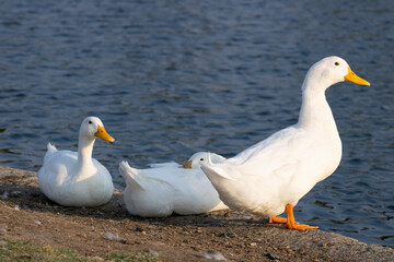 white ducks with yellow beaks near water edge