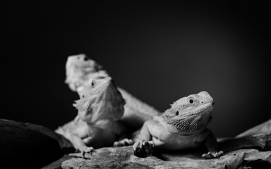 bearded dragon on ground with color background