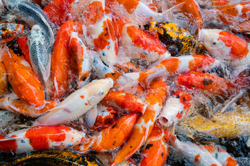 carp fish pond background, colorful background, Fancy carp