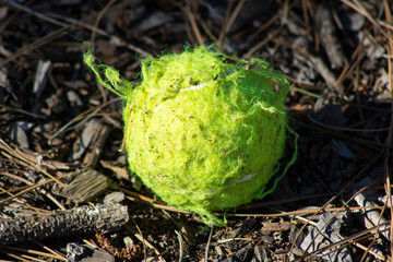 tennis ball that has been chewed up by a dog