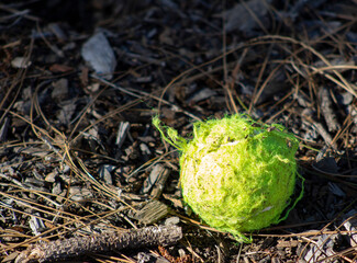 tennis ball that has been chewed up by a dog