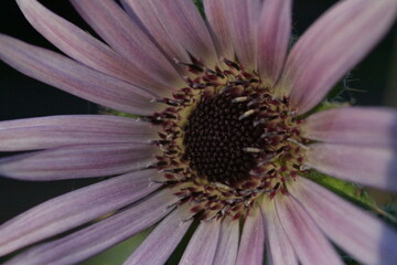 This photo was taken at the Botanic Gardens in the UK at the end of summer, September 2nd 2024 when it wasn't hot nor cold. When the seasons were changing.