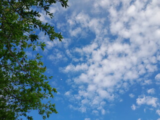 Clear Blue Sky Framed by Tree Leaves