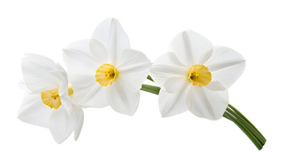 Fototapeta premium White narcissus flower on a transparent background. isolated background.