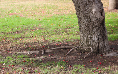 base of tree trunk and roots near fallen red berries